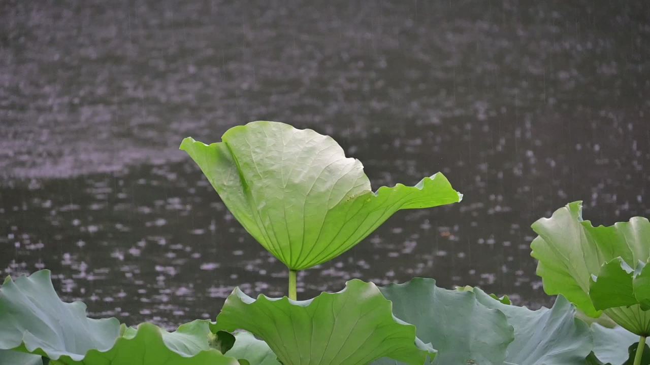雨中荷叶