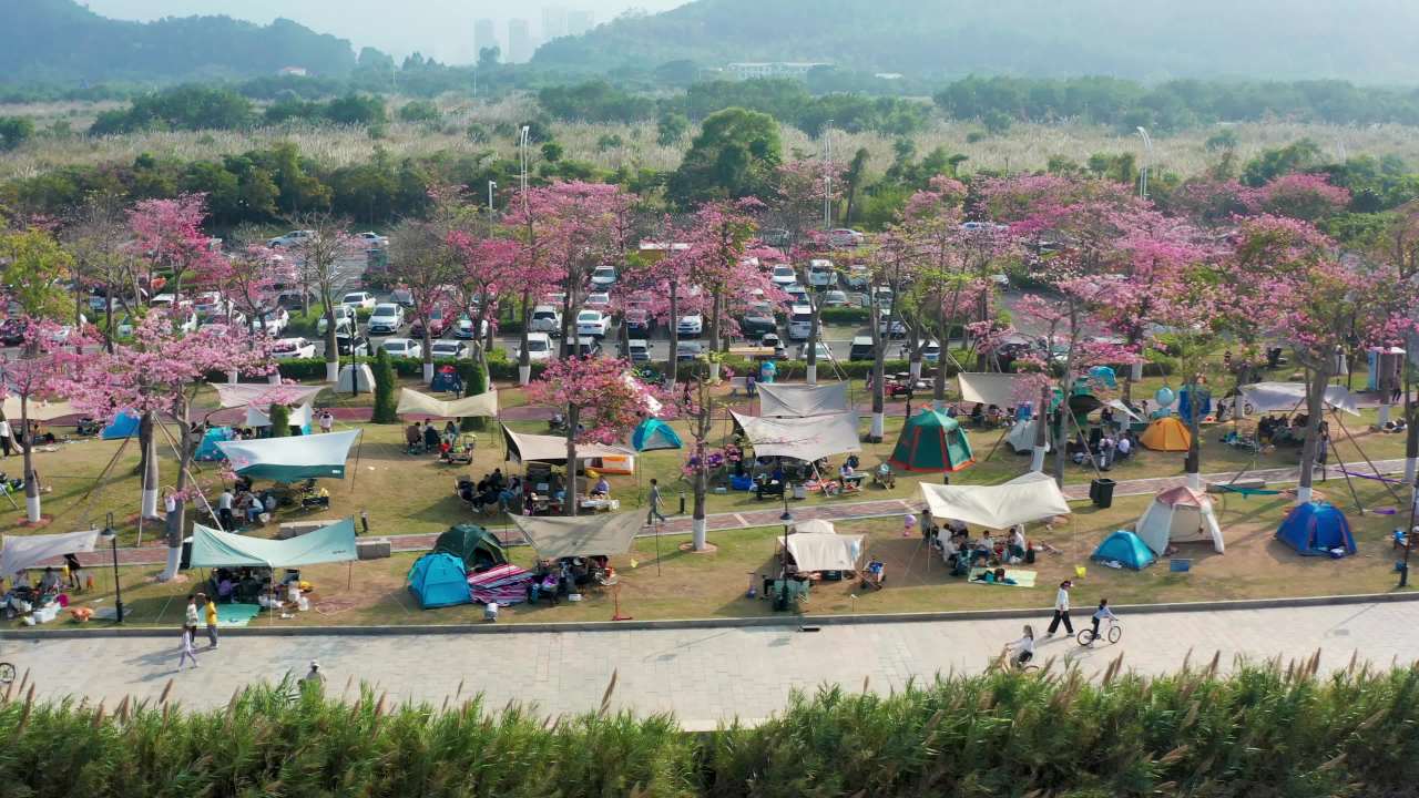 二四年珠海横琴花海长廊异木棉六