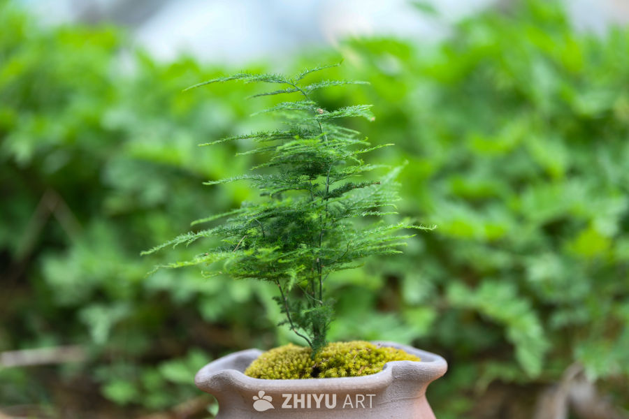 苔藓植物种植 40