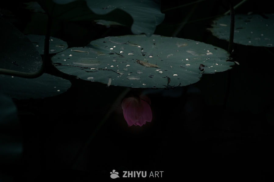 夜色中的荷塘