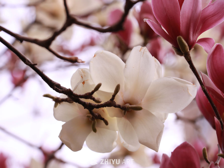 红白相间的广玉兰花