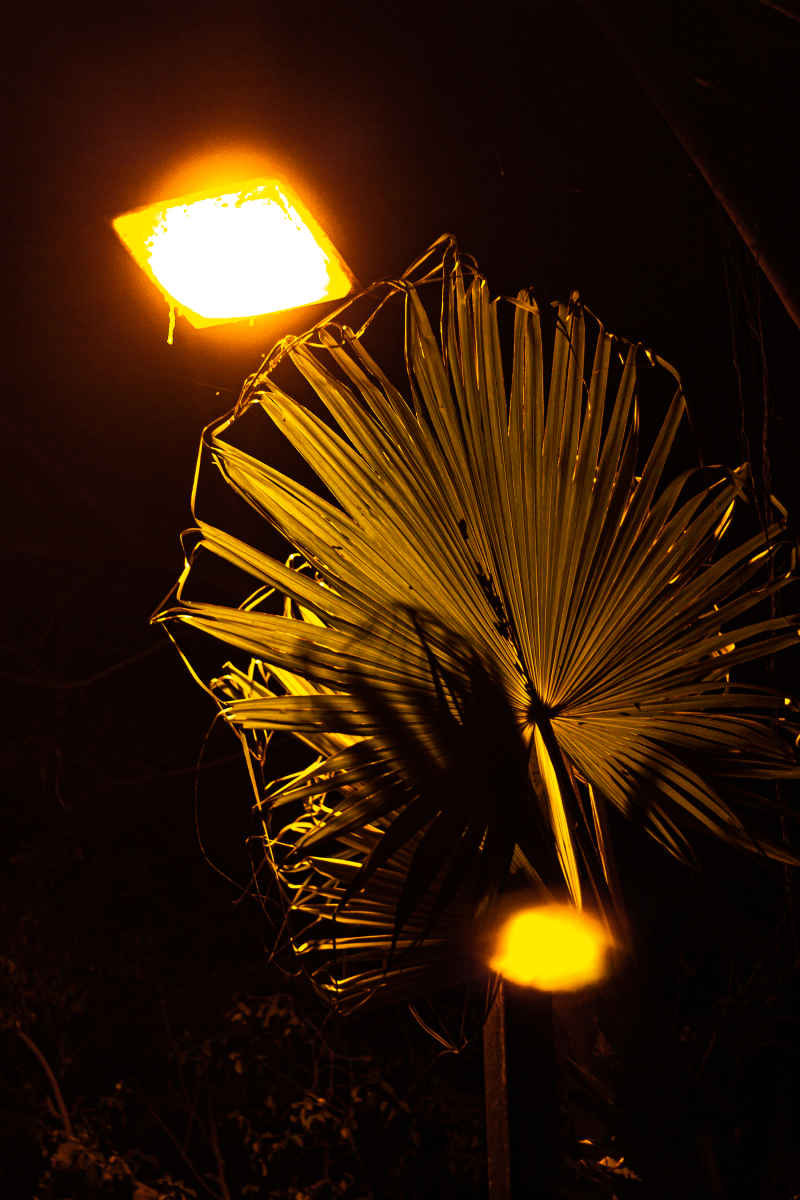 夜色棕榈树