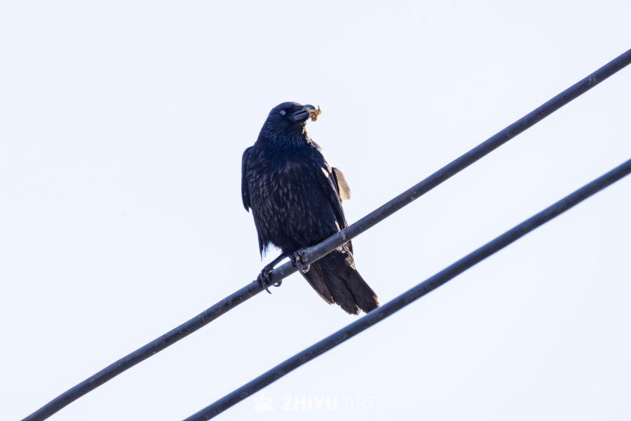 乌鸦栖息电线叼食瞬间
