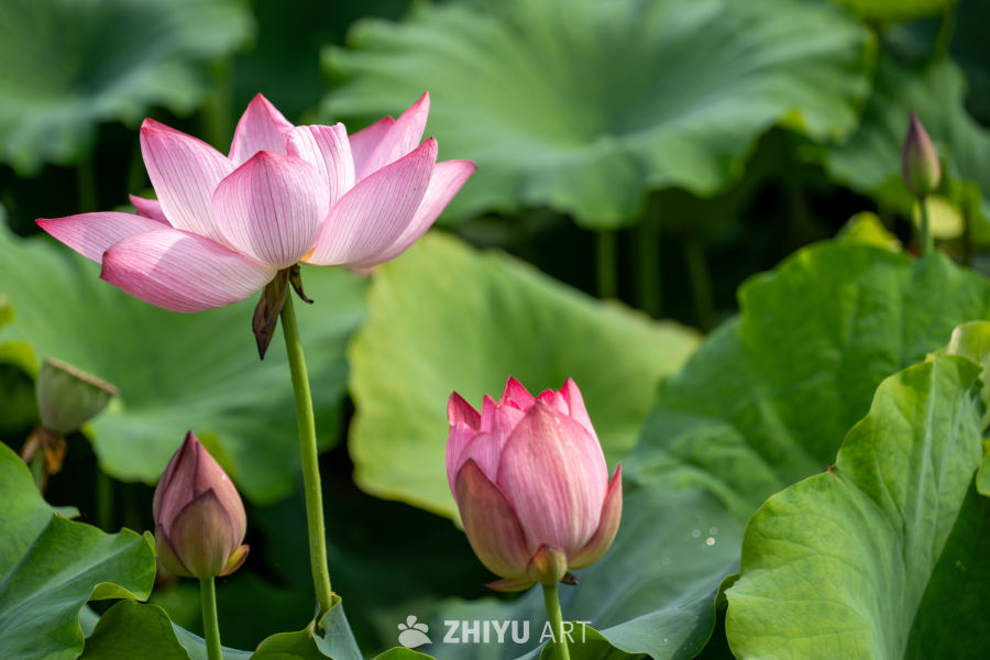 荷花 158