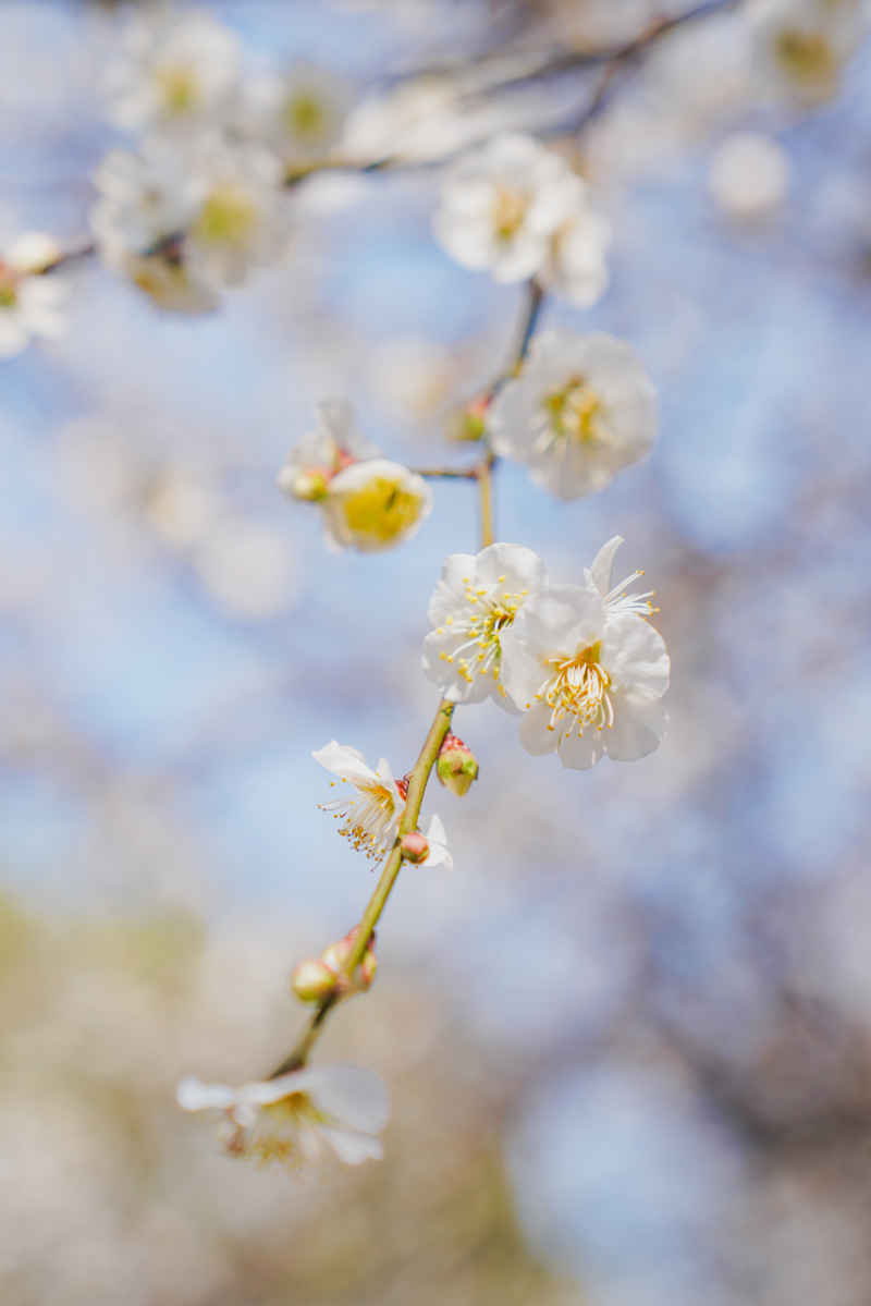 春日梅好 11