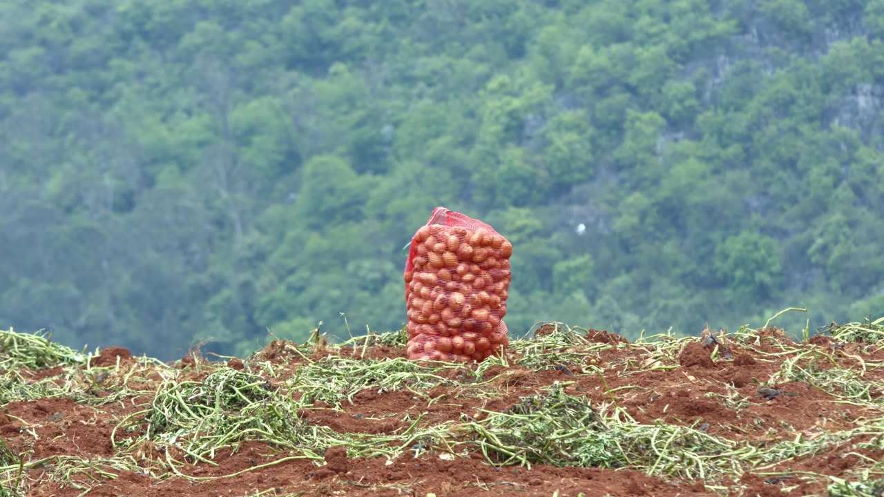 田间收获的洋葱