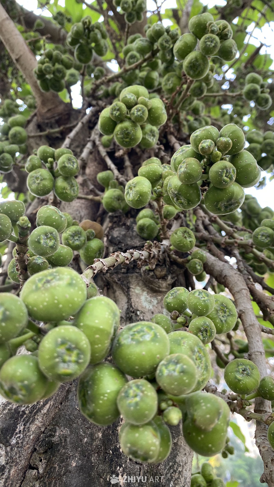 无花果树上的青果特写
