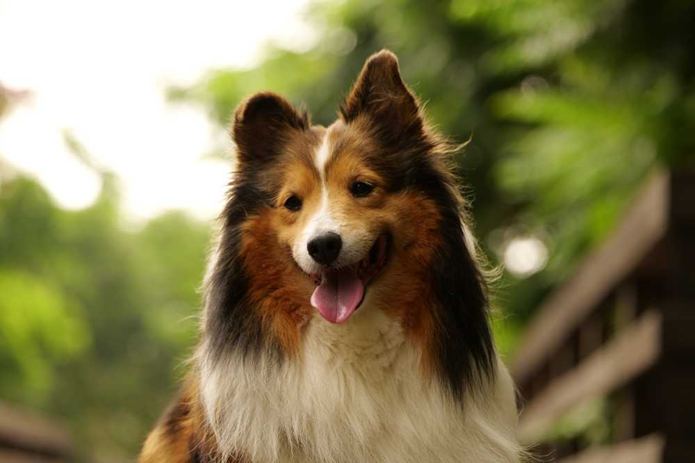 喜乐蒂牧羊犬