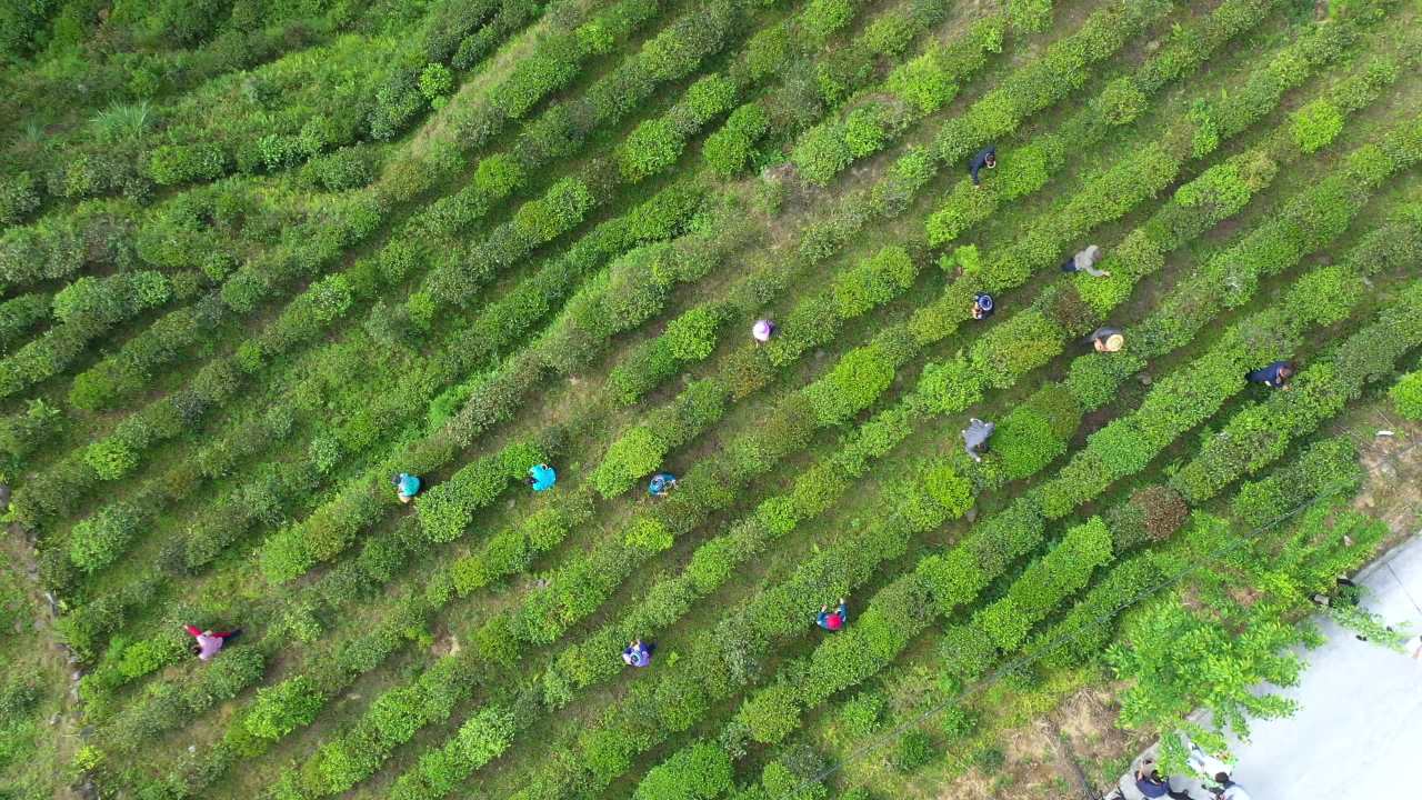 山区群众茶山采茶航拍