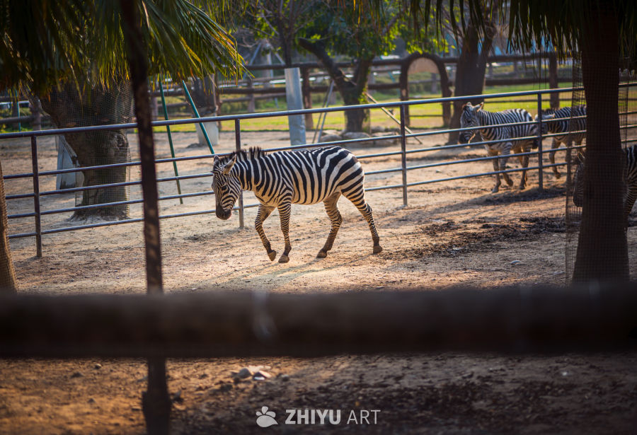 动物园里有什么？