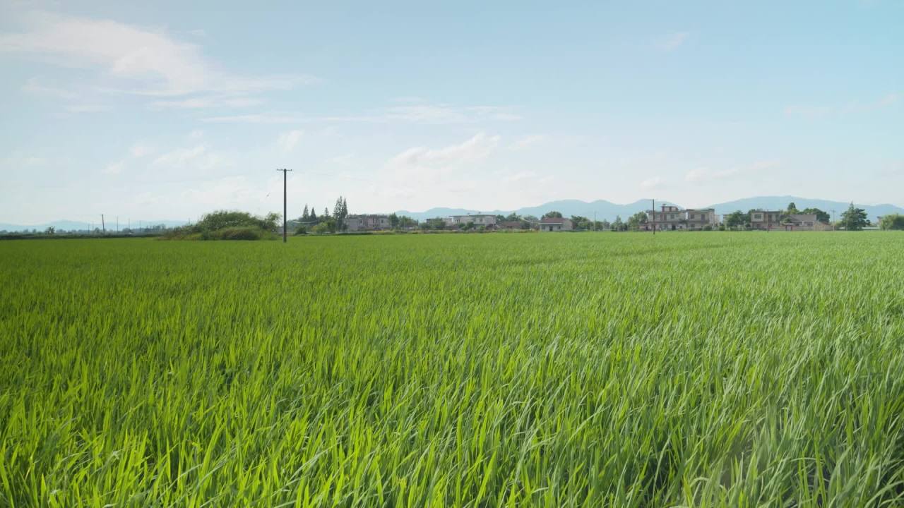 乡村田野水稻粮食庄稼 50