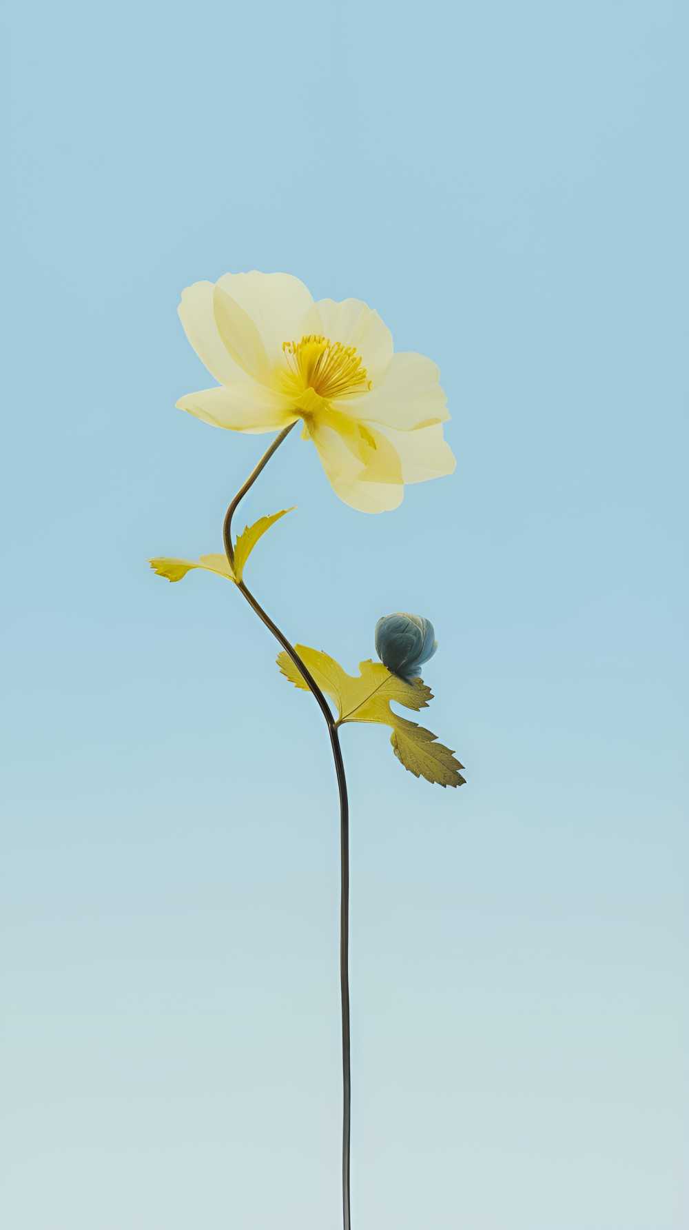 一朵黄色的花蓝天背景1