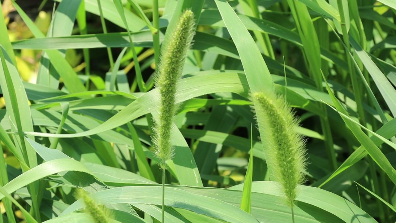 芒种时节随风摇动的狗尾草