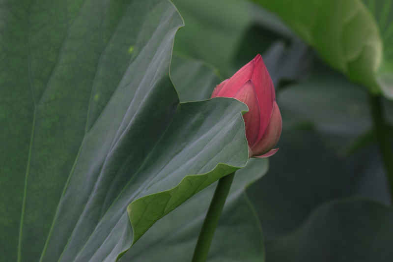 荷花 31