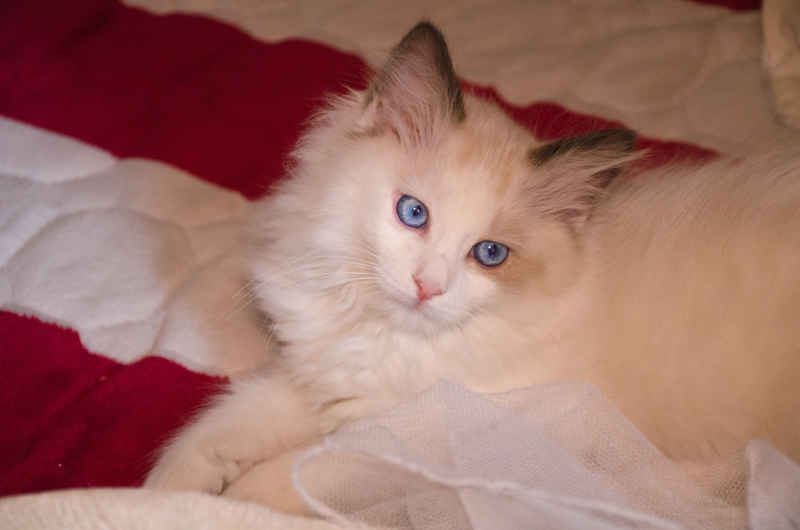 猫