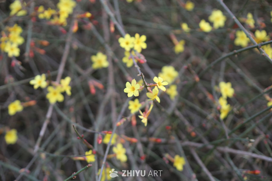 迎春花开