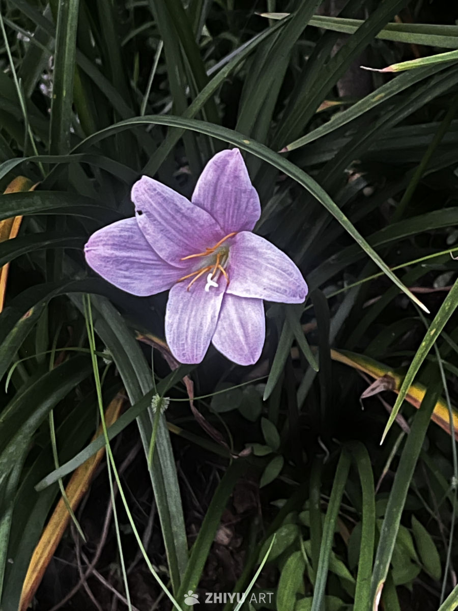 紫色花海中的宁静