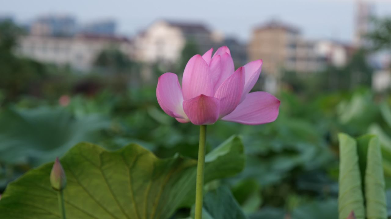 荷花 11