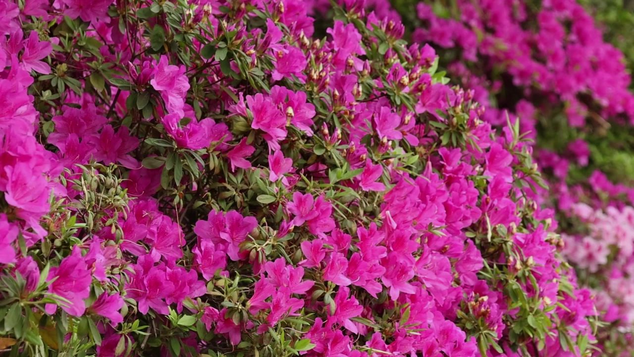 春暖花开杜鹃花盛开 4
