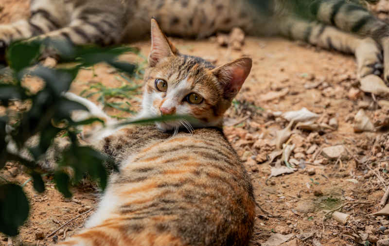 小猫小猫