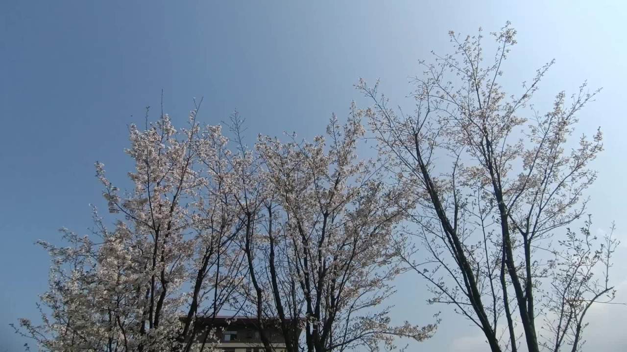 春的梨花