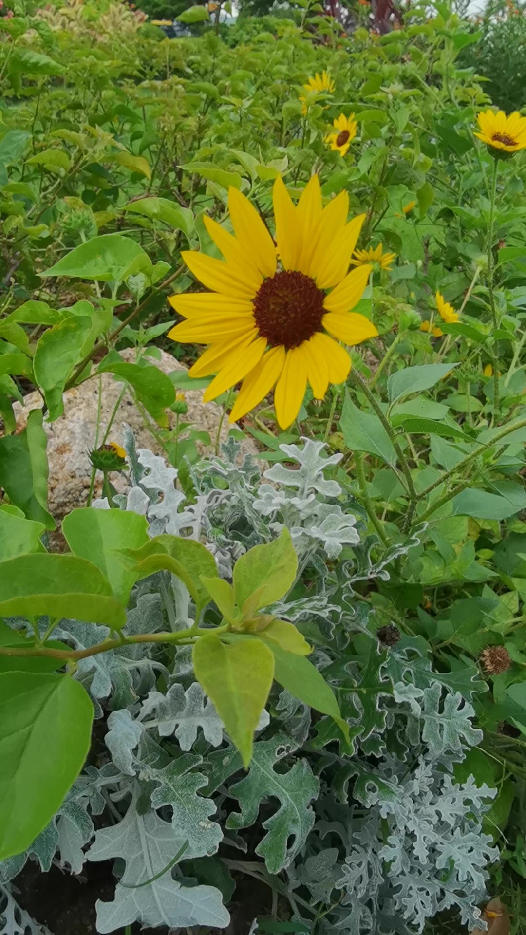 阳光下的花