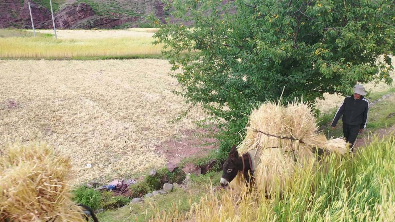 青稞丰收