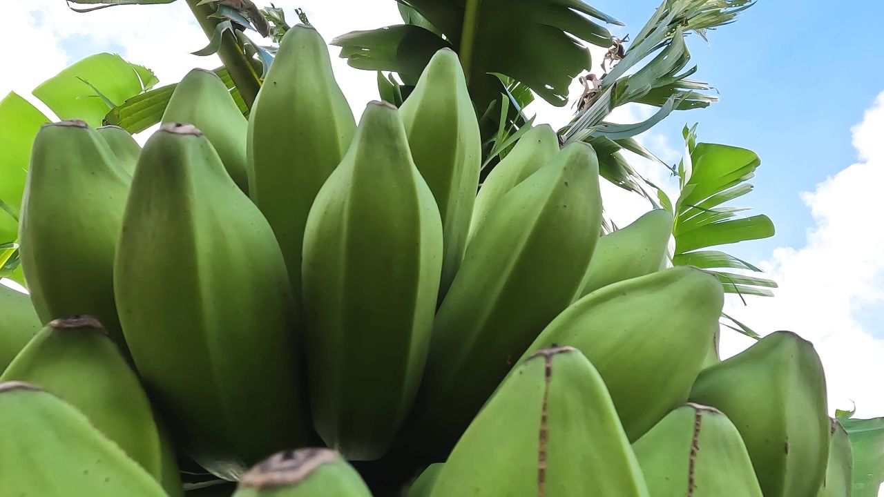 尚未成熟的香蕉
