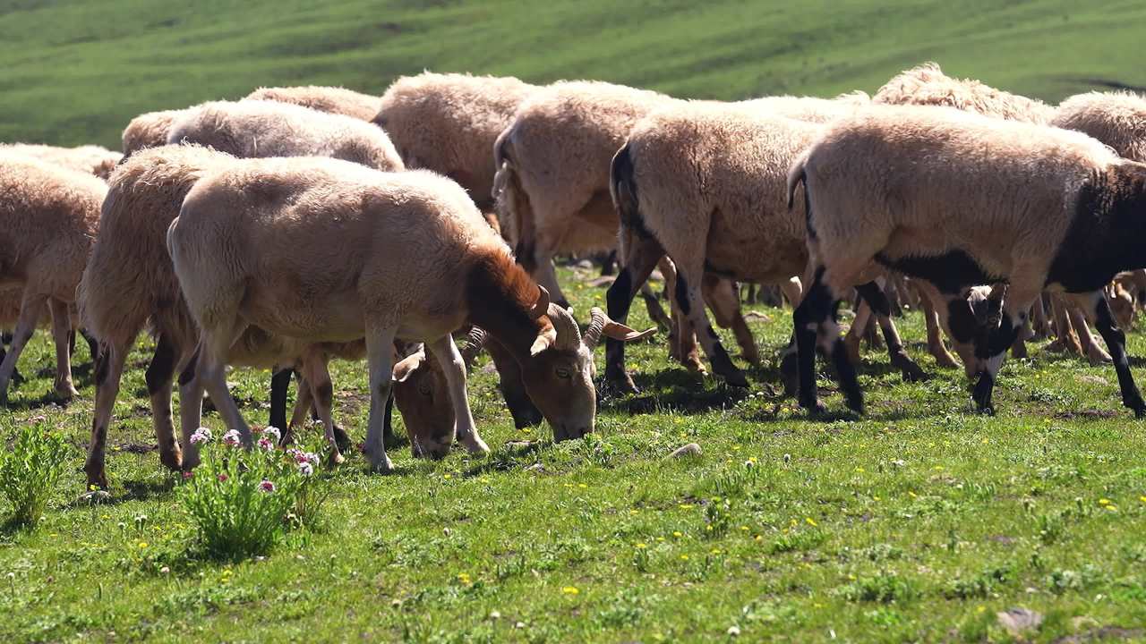 牛羊群在绿色草原悠然放牧