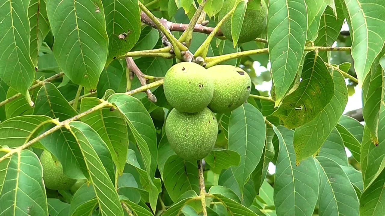 核桃水果树饮食