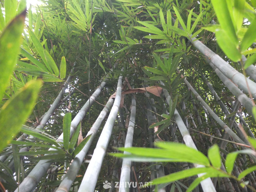 划船 19