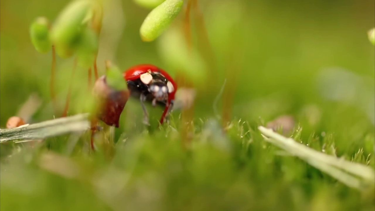 瓢虫在绿植间穿梭