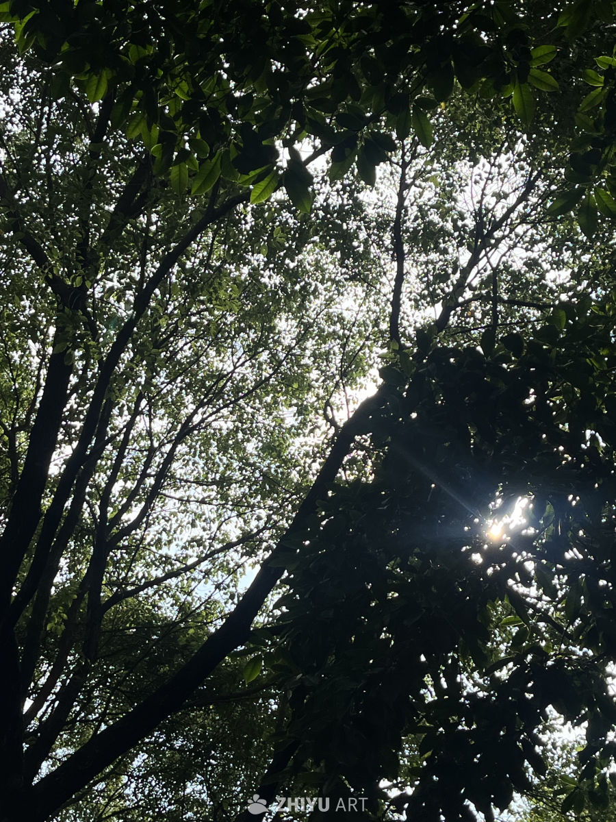 阳光透过树梢