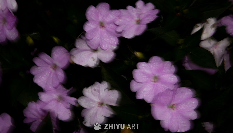 花 2