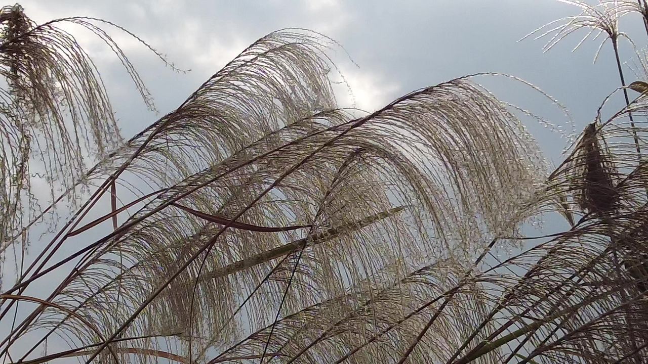 枯萎芦苇植物实拍 