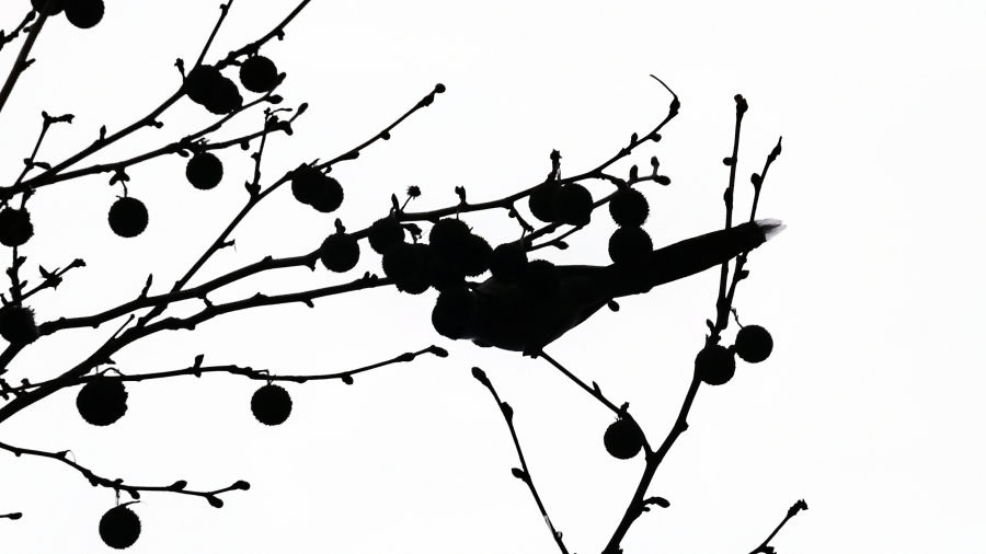 《窥鸟私语集》 1