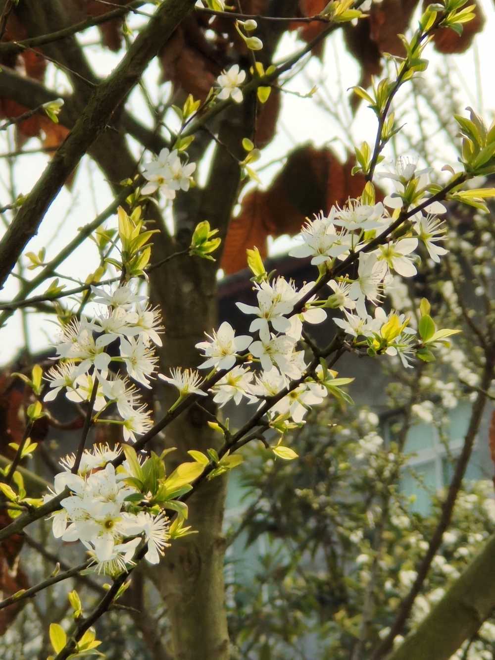 梨花