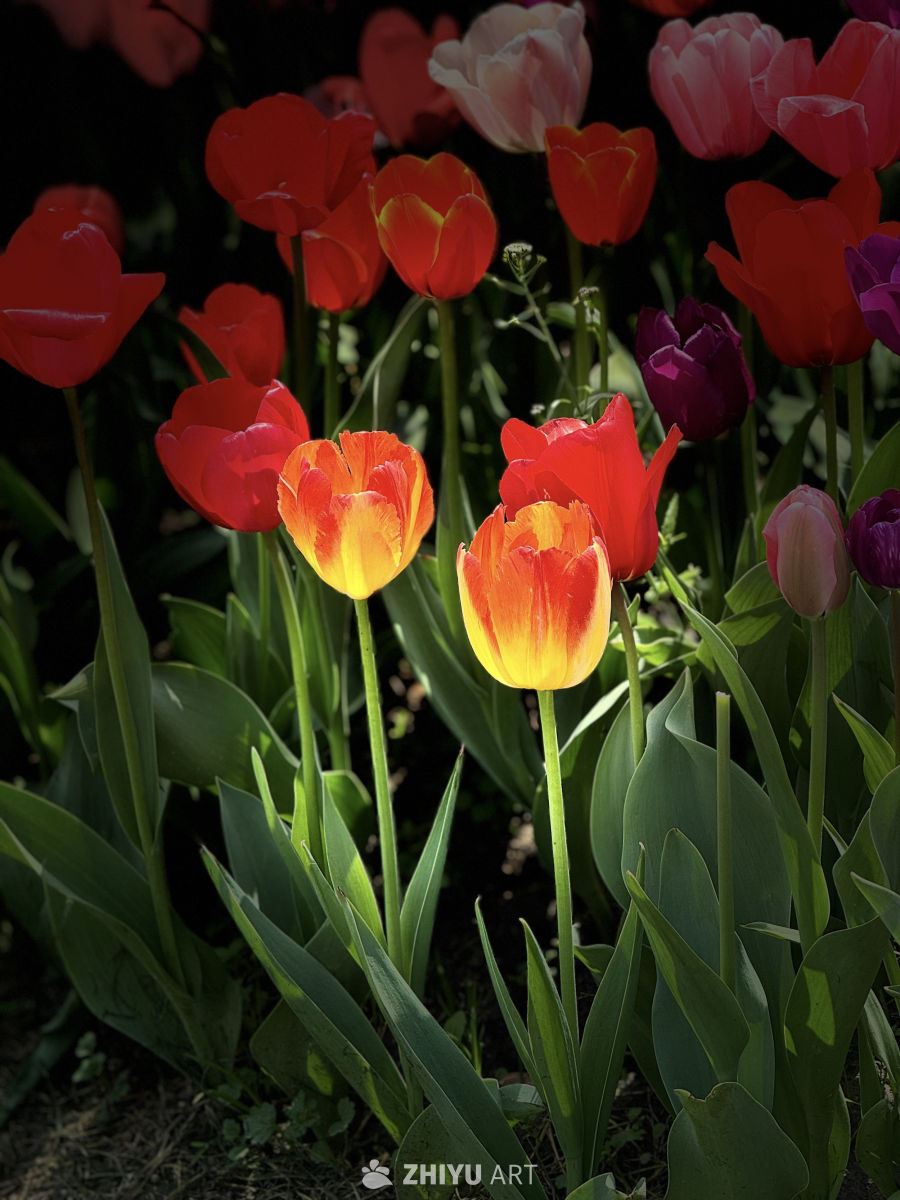 春日郁金香绽放