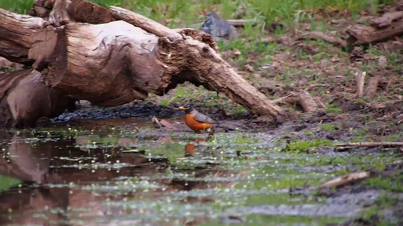 鸟洗澡河水动物