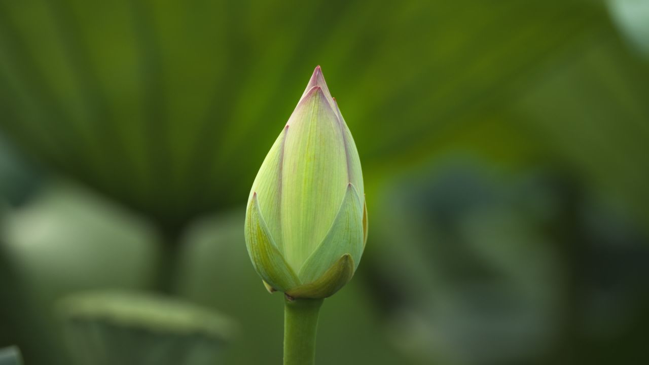 夏天池塘荷花荷叶莲蓬 17