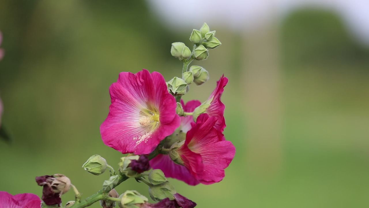 锦葵花卉粉色花园