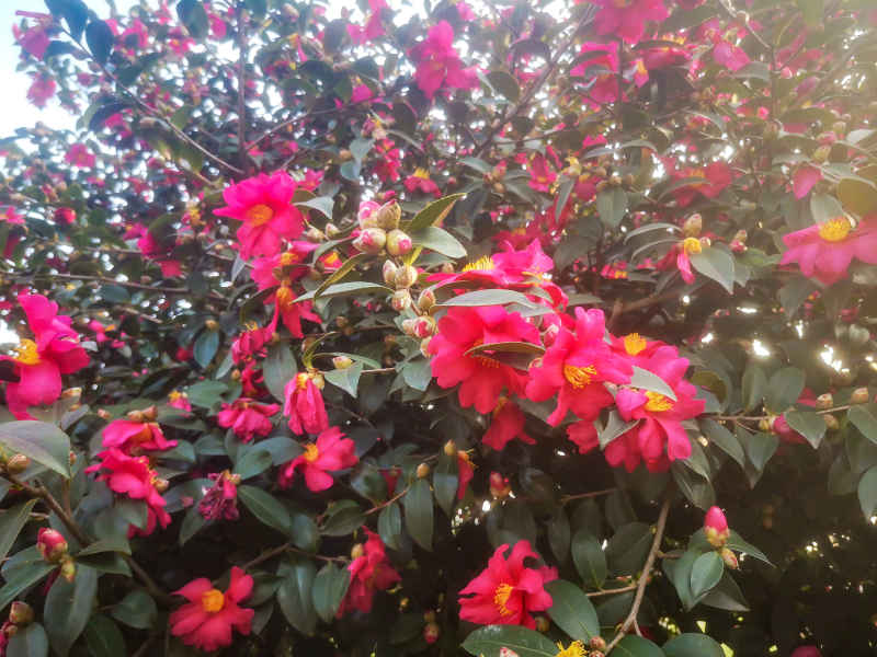 鲜花盛开山茶花花朵植物摄影图 