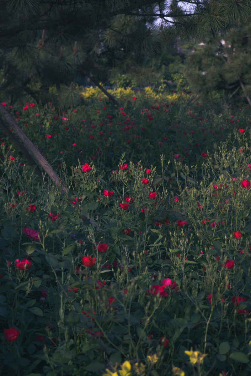繁花绿野