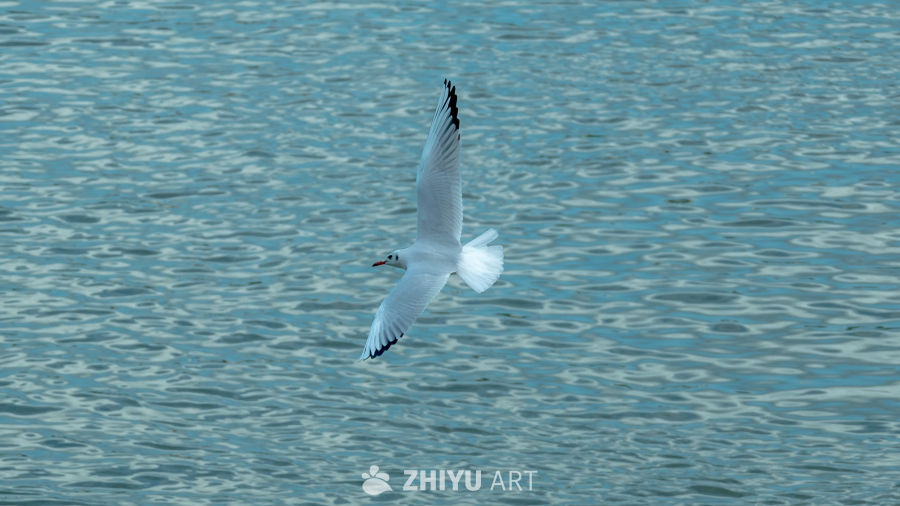 海鸥掠过碧波水面
