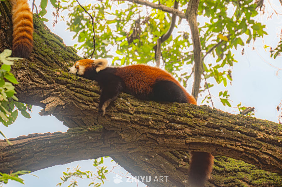 小熊猫树上悠闲憩息