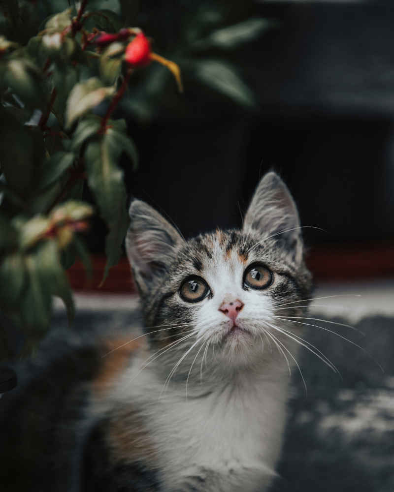 猫