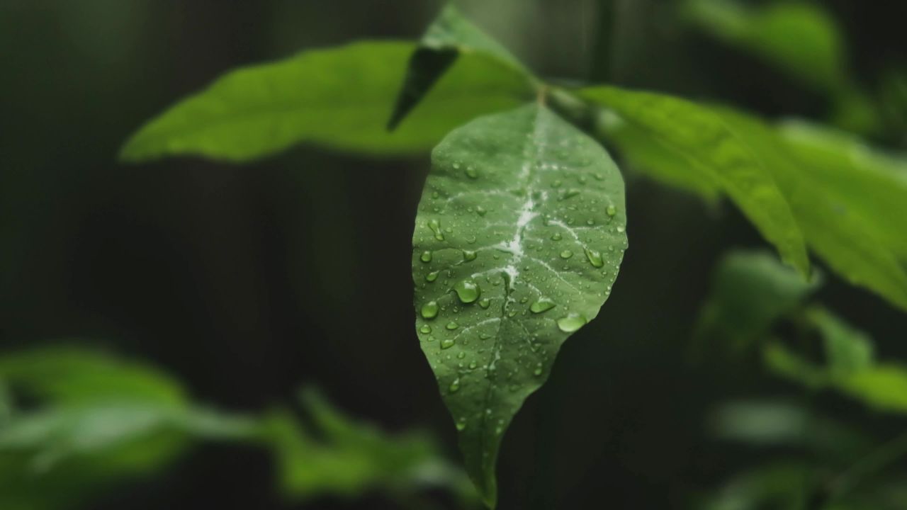 雨后绿叶