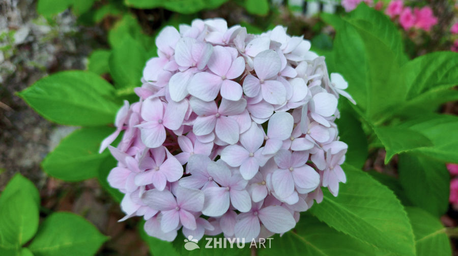 夏日盛开的绣球花