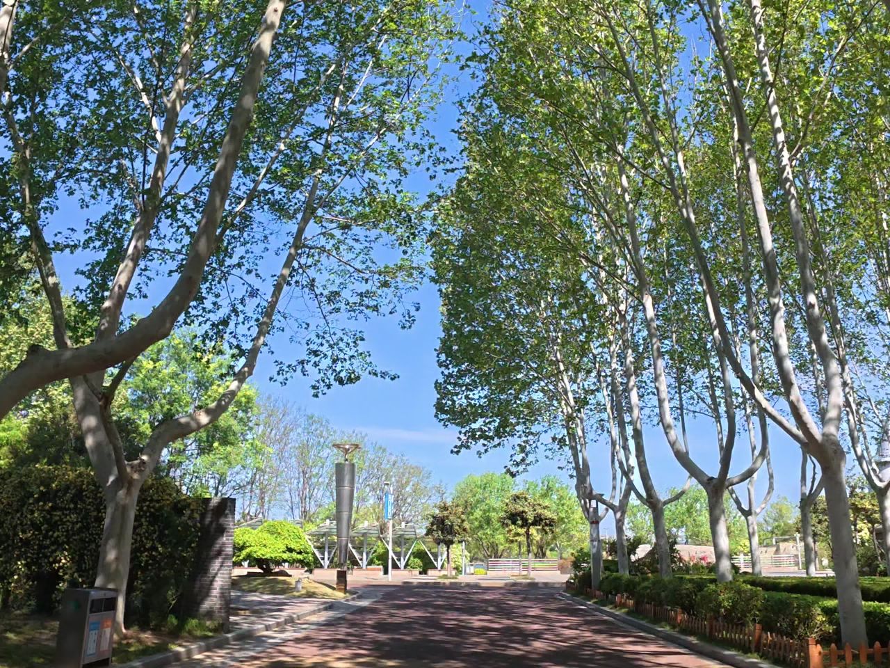 树荫下的宁静时光