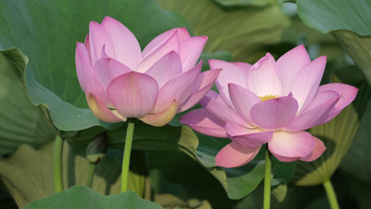 荷花 11